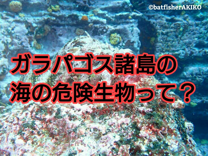 ガラパゴス諸島の海の危険生物って ガラパゴスバットフィッシュ狂