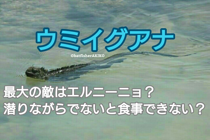 ウミイグアナ 最大の敵はエルニーニョ 潜りながらでないと食事できない ガラパゴスバットフィッシュ狂 ウミイグアナ 最大の敵はエルニーニョ 潜りながらでないと食事できない ガラパゴスバットフィッシュ狂