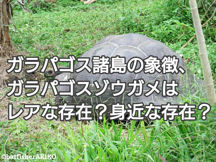ガラパゴス諸島の象徴 ガラパゴスゾウガメはレアな存在 身近な存在 ガラパゴスバットフィッシュ狂