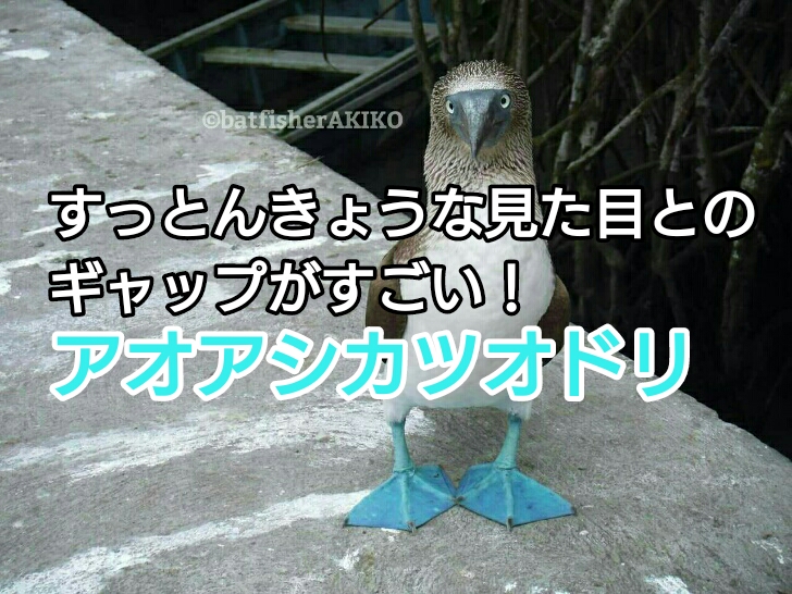 すっとんきょうな見た目とのギャップがすごい！アオアシカツオドリ
