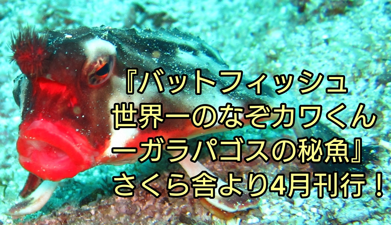 バットフィッシュ 世界一のなぞカワくんーガラパゴスの秘魚』さくら舎